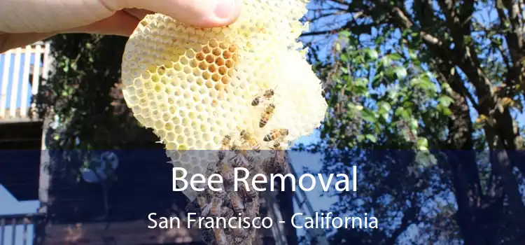 Bee Removal San Francisco - California