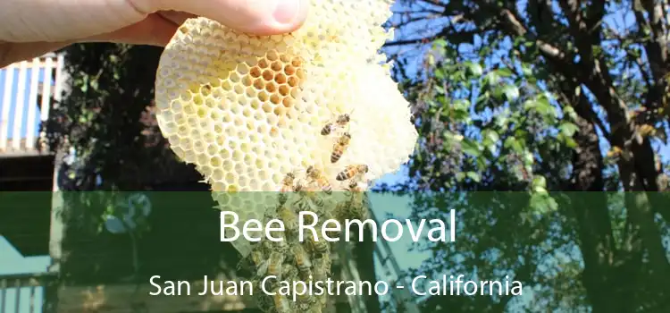 Bee Removal San Juan Capistrano - California