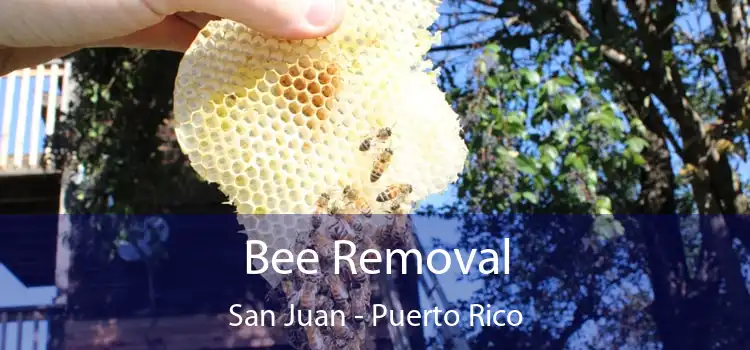 Bee Removal San Juan - Puerto Rico