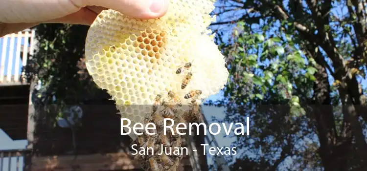 Bee Removal San Juan - Texas