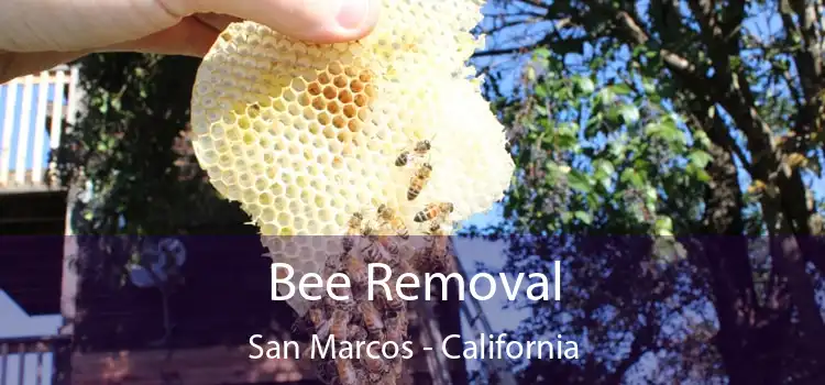 Bee Removal San Marcos - California