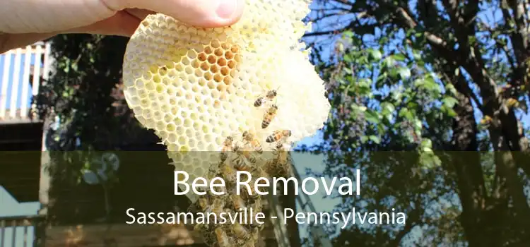 Bee Removal Sassamansville - Pennsylvania
