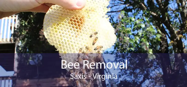 Bee Removal Saxis - Virginia