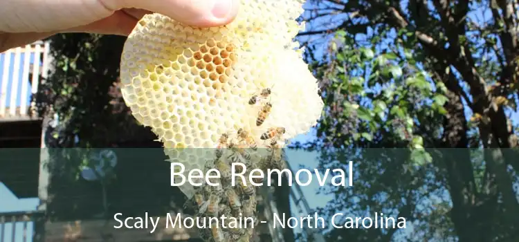 Bee Removal Scaly Mountain - North Carolina