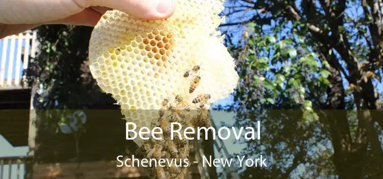 Bee Removal Schenevus - New York