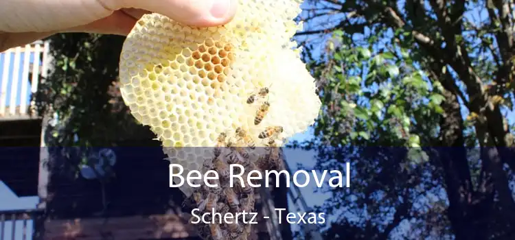 Bee Removal Schertz - Texas