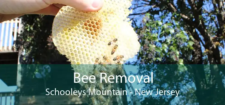 Bee Removal Schooleys Mountain - New Jersey