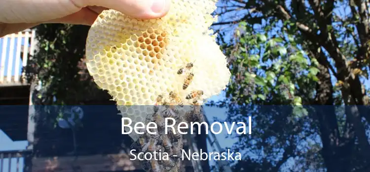 Bee Removal Scotia - Nebraska