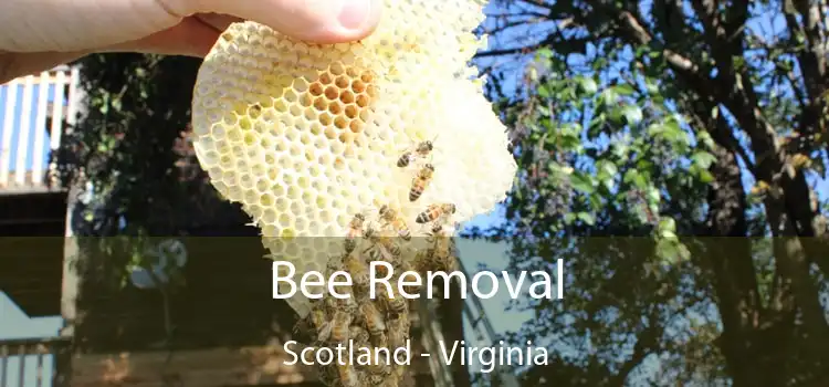 Bee Removal Scotland - Virginia