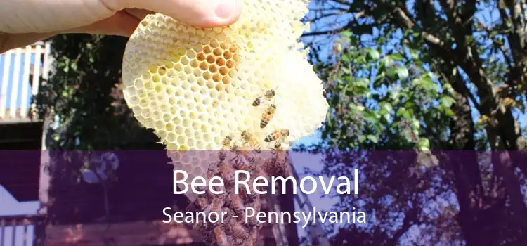 Bee Removal Seanor - Pennsylvania