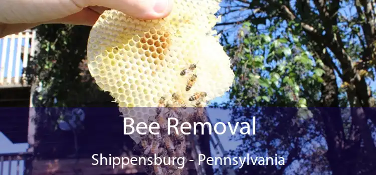 Bee Removal Shippensburg - Pennsylvania