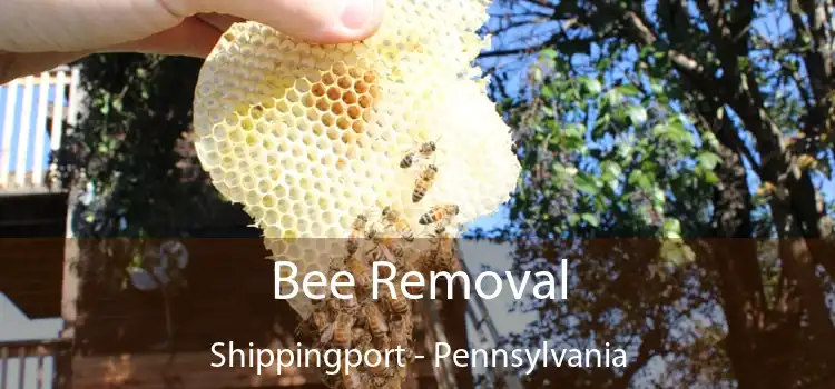 Bee Removal Shippingport - Pennsylvania