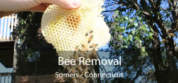 Bee Removal Somers - Connecticut