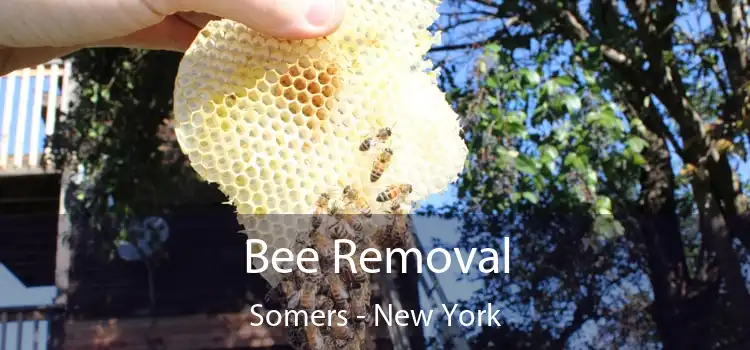 Bee Removal Somers - New York