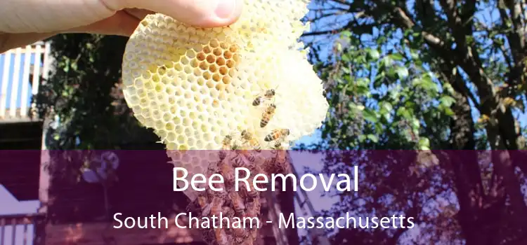 Bee Removal South Chatham - Massachusetts