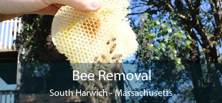 Bee Removal South Harwich - Massachusetts