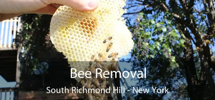 Bee Removal South Richmond Hill - New York