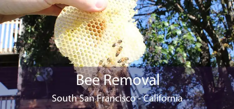 Bee Removal South San Francisco - California