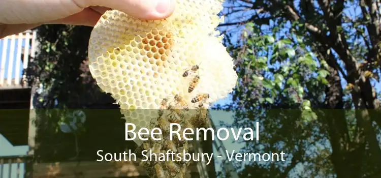 Bee Removal South Shaftsbury - Vermont