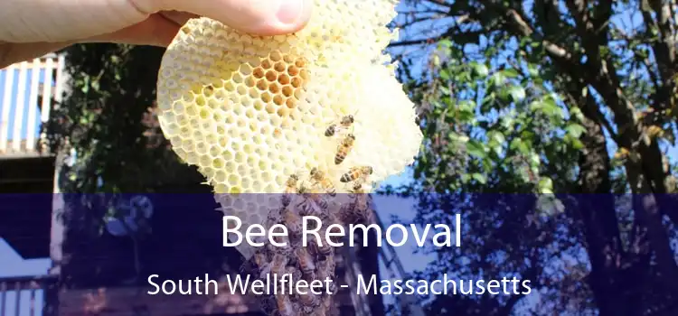 Bee Removal South Wellfleet - Massachusetts