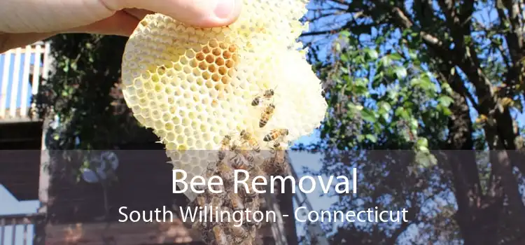 Bee Removal South Willington - Connecticut