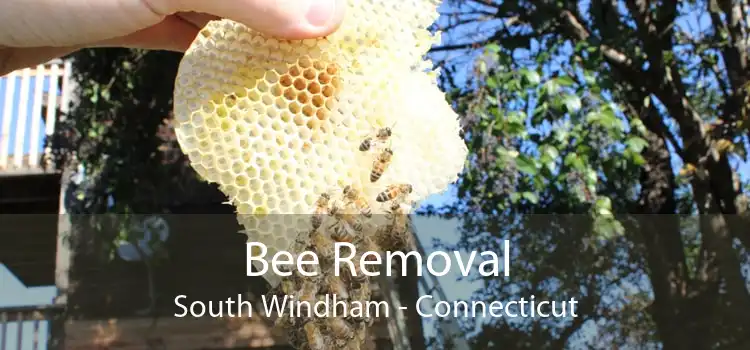 Bee Removal South Windham - Connecticut