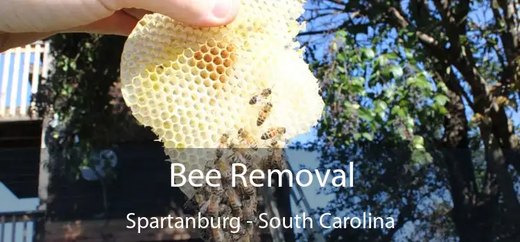 Bee Removal Spartanburg - South Carolina