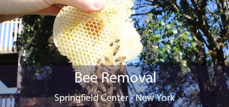 Bee Removal Springfield Center - New York