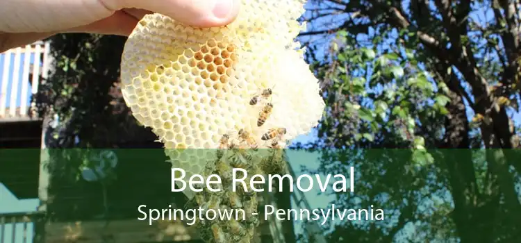 Bee Removal Springtown - Pennsylvania