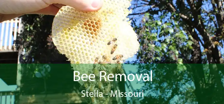 Bee Removal Stella - Missouri