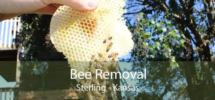 Bee Removal Sterling - Kansas