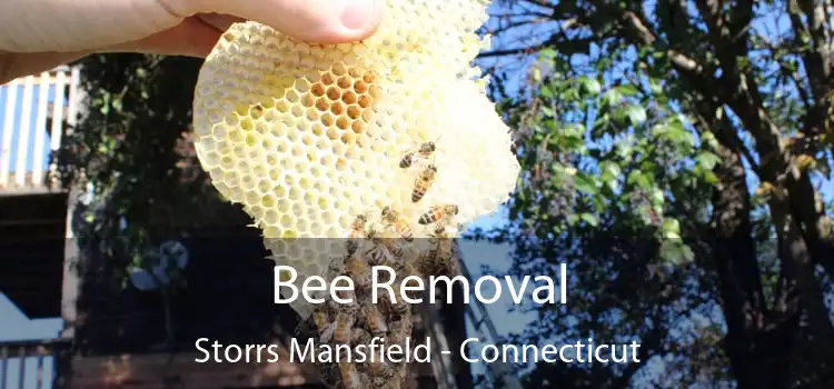 Bee Removal Storrs Mansfield - Connecticut