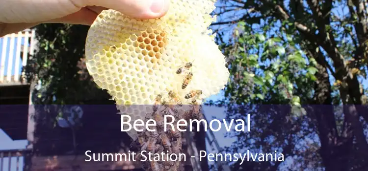 Bee Removal Summit Station - Pennsylvania