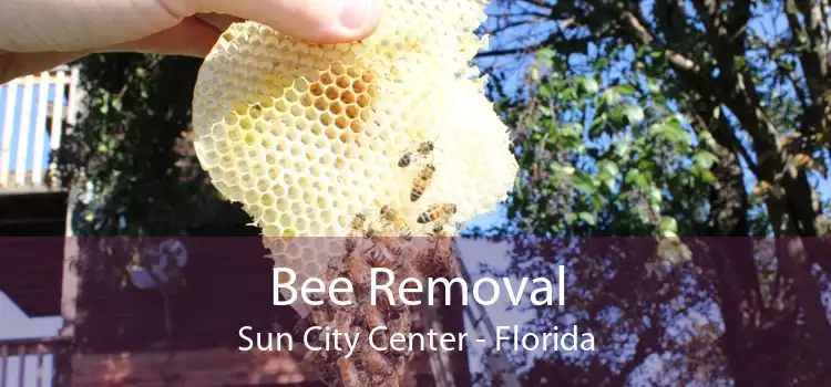 Bee Removal Sun City Center - Florida