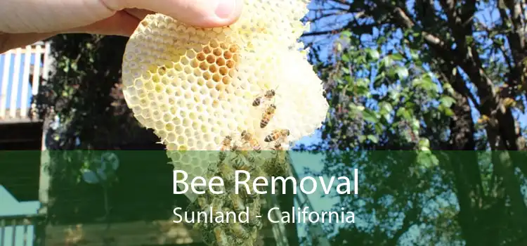 Bee Removal Sunland - California