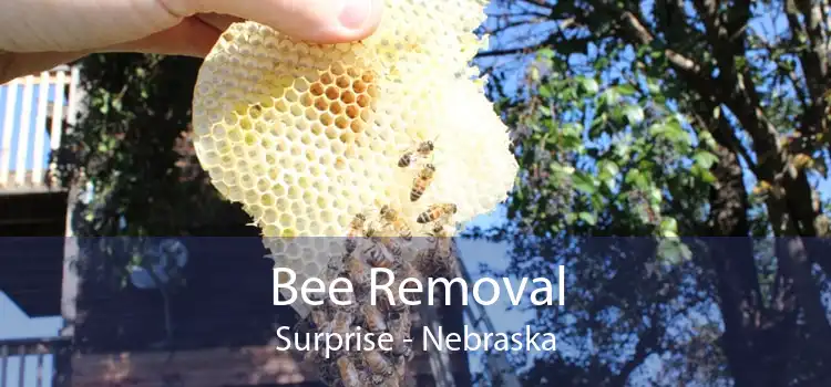 Bee Removal Surprise - Nebraska