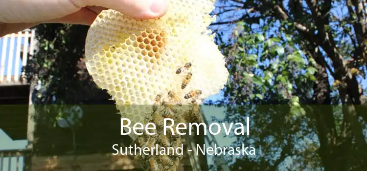 Bee Removal Sutherland - Nebraska