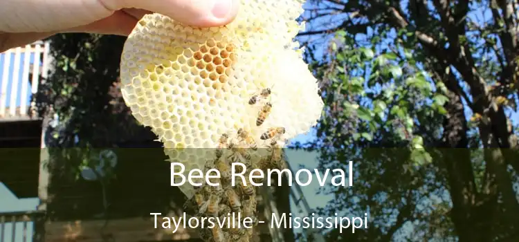 Bee Removal Taylorsville - Mississippi