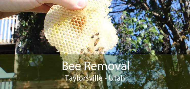 Bee Removal Taylorsville - Utah