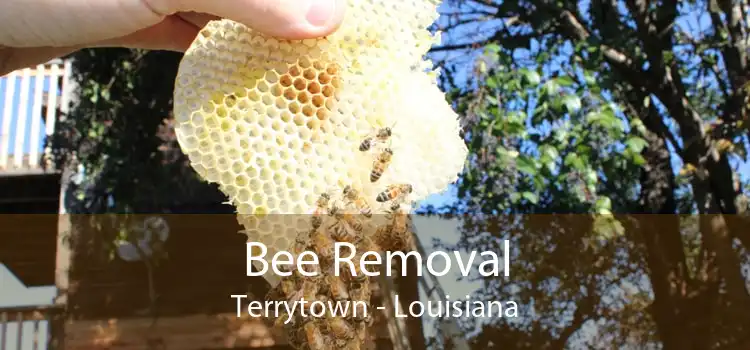 Bee Removal Terrytown - Louisiana
