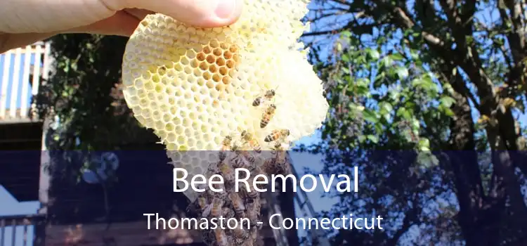 Bee Removal Thomaston - Connecticut