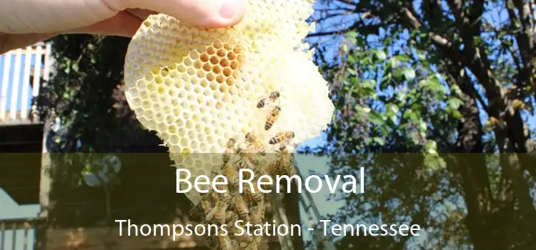 Bee Removal Thompsons Station - Tennessee