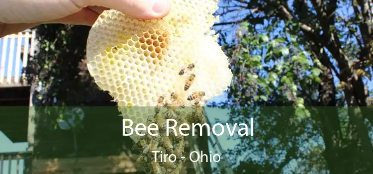 Bee Removal Tiro - Ohio