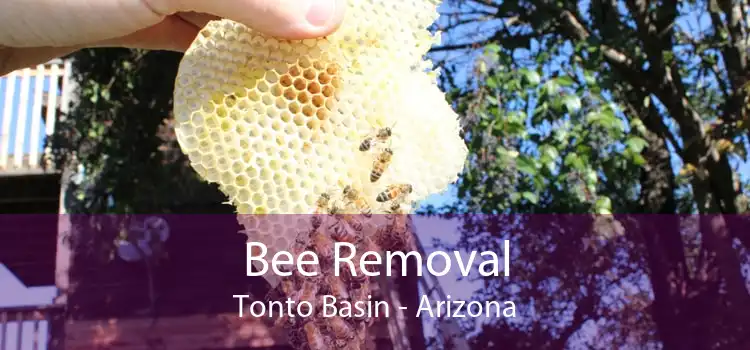 Bee Removal Tonto Basin - Arizona