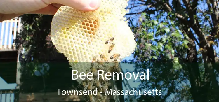 Bee Removal Townsend - Massachusetts