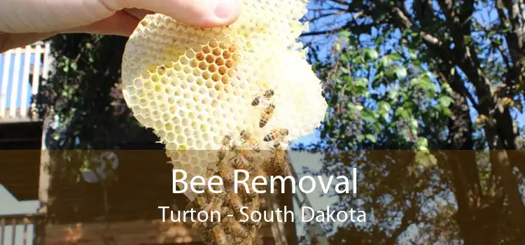 Bee Removal Turton - South Dakota