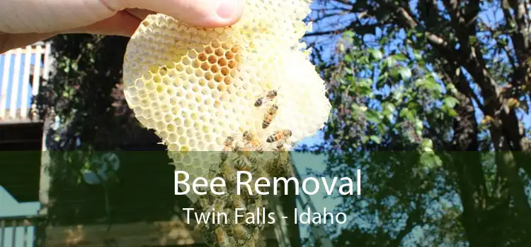 Bee Removal Twin Falls - Idaho