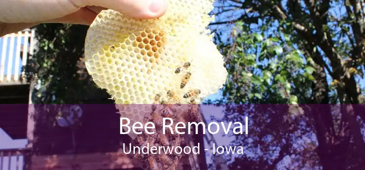 Bee Removal Underwood - Iowa