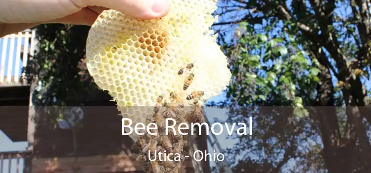 Bee Removal Utica - Ohio