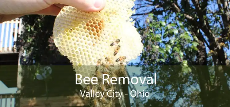 Bee Removal Valley City - Ohio